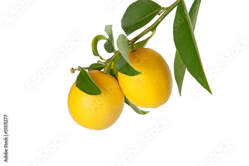 Branch of lemons  with leaves isolated on white background