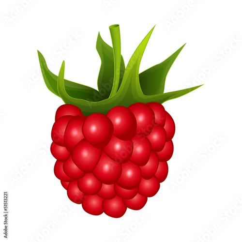 Raspberry on a white background - vector illustration