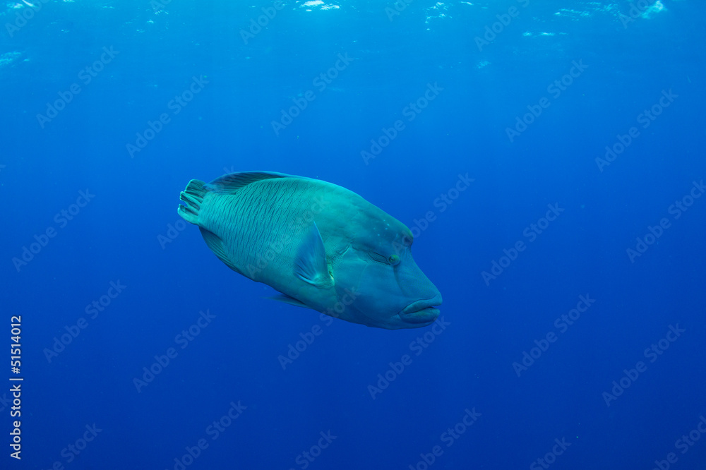 Humphead wrasse Humphead wrasse