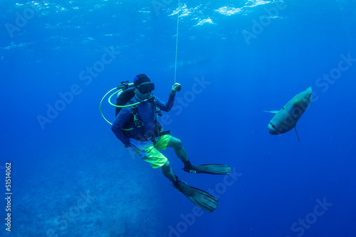 Humphead wrasse with scuba diver