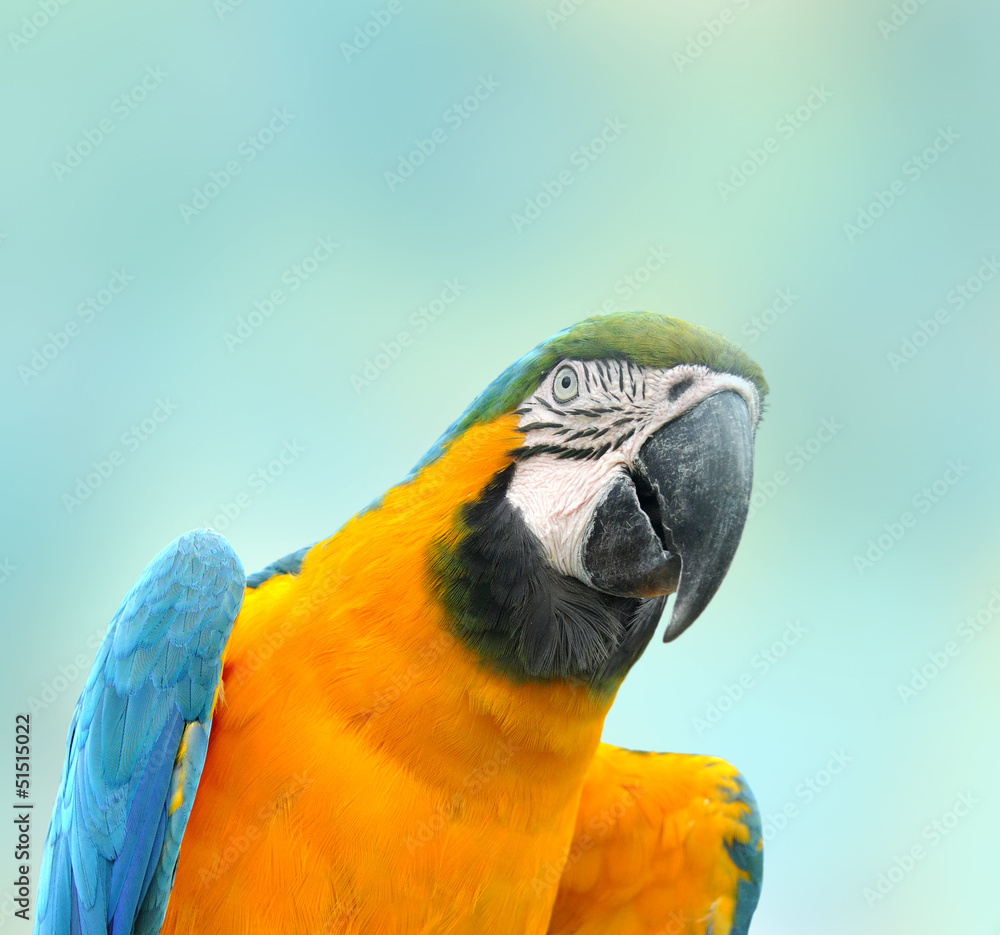 Naklejka premium Яркий попугай Ара изолированный на голубом фоне