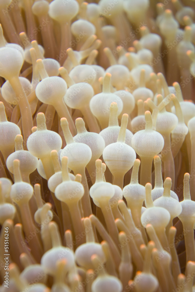 Close up view of sea anemone Close up view of sea anemone