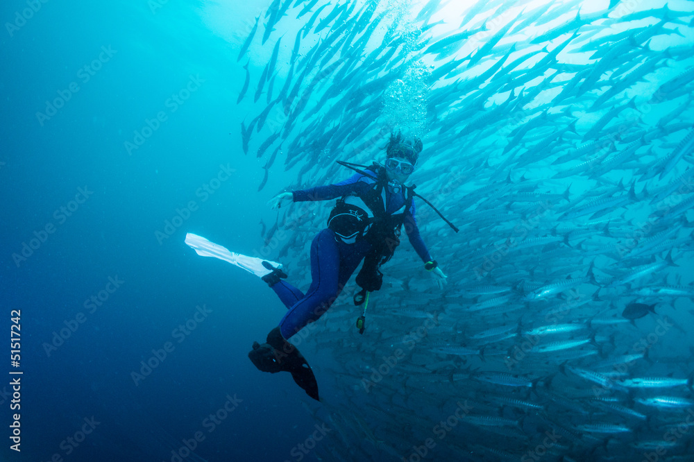school of barracuda school of barracuda