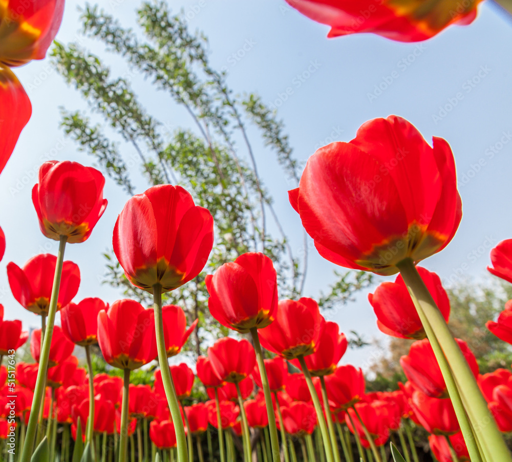 Obraz premium Tulips