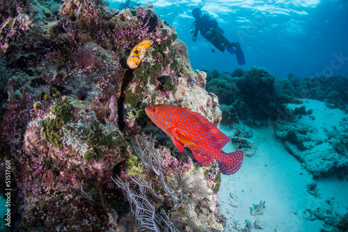scuba diving with red grouper