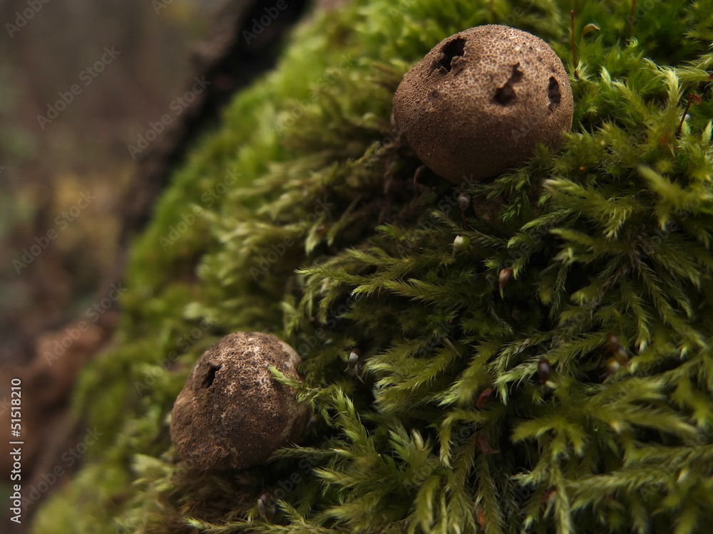 puffball mushroom closeup shot puffball mushroom closeup shot