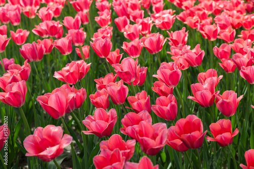Beautiful tulips © ft2010