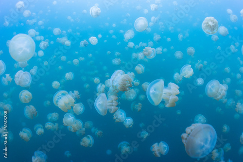 snorkeling in Jellyfish lake, Palau #51518288