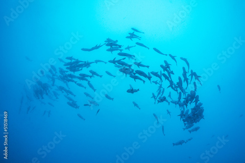 A school of Snappers under water
