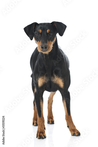 Deutscher Pinscher