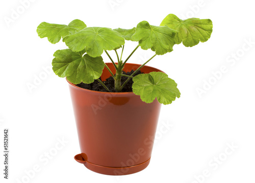 Geranium in a pot