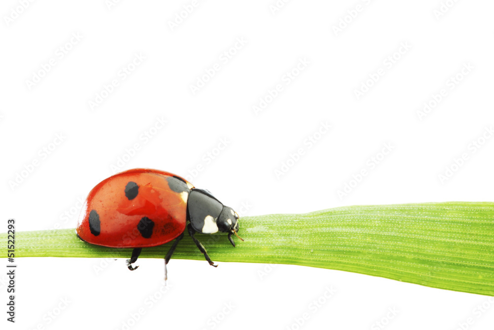 Obraz premium ladybug on grass