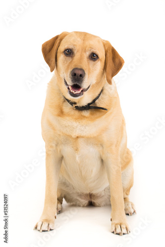 Golden Labrador