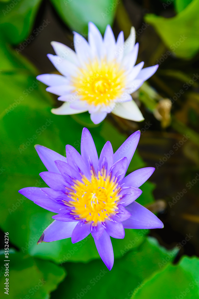 lotus lotus