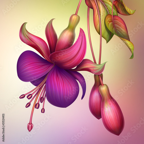 Fototapeta fuchsia flower macro isolated illustration