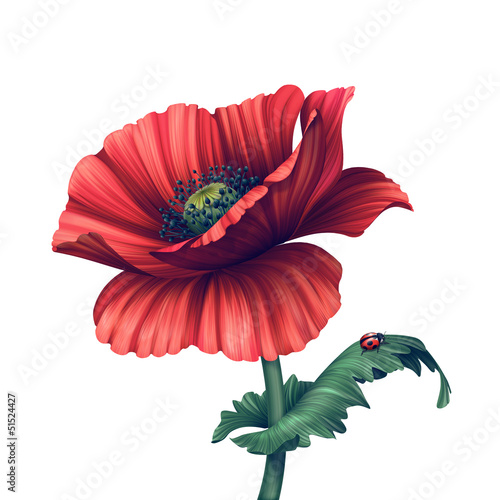 Fototapeta Naklejka Na Ścianę i Meble -  illustration of red poppy flower isolated on white