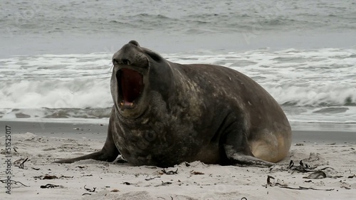 Southern elephant seal crying