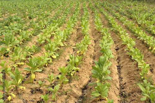 Tabakplantage, Nicotiana photo