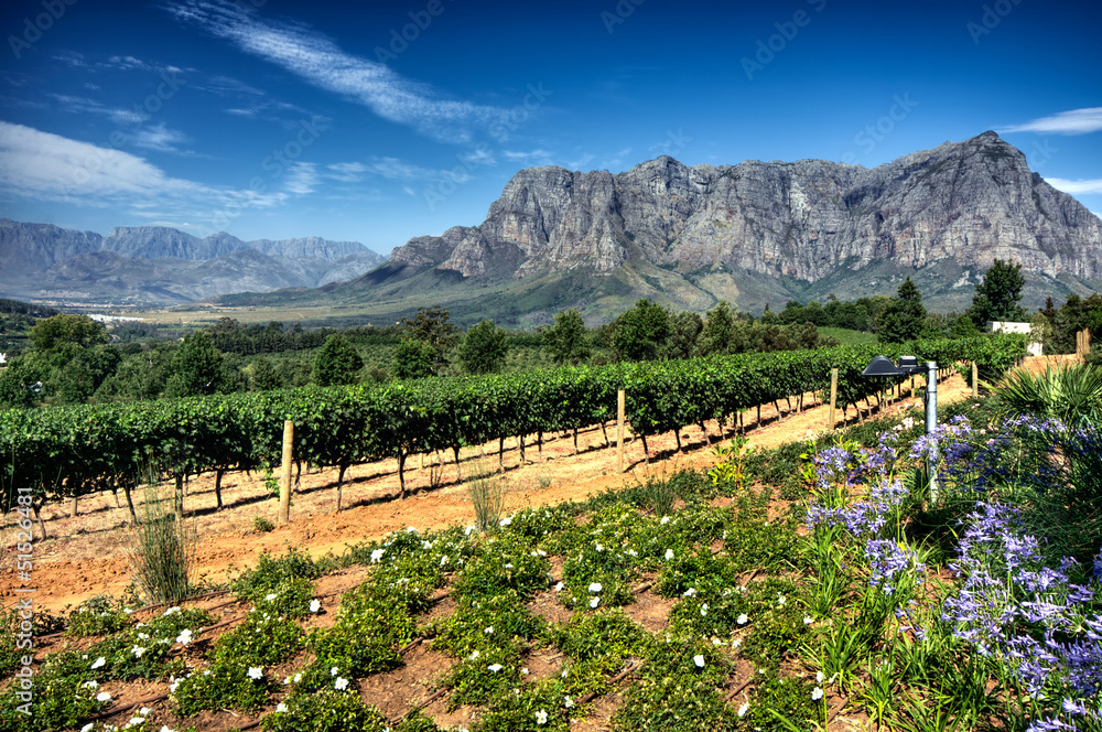 Naklejka premium Vineyard in stellenbosch, South Africa