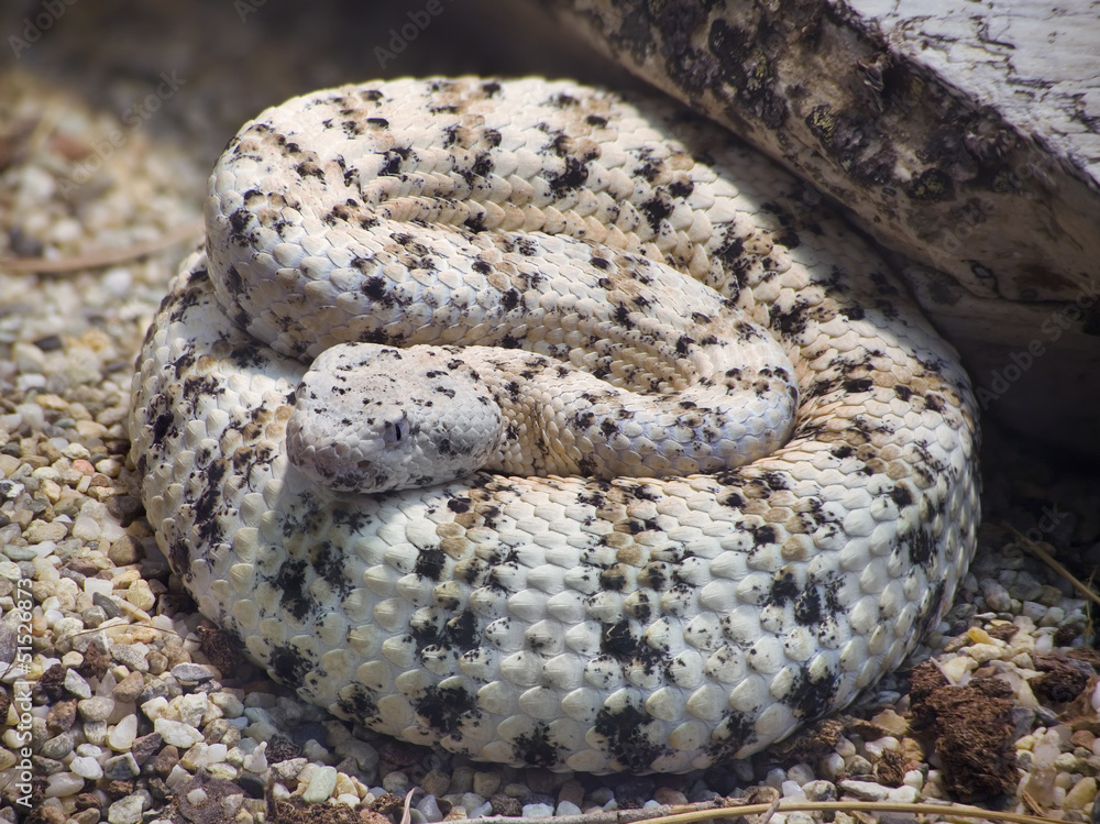 Fototapeta premium Southwestern Speckled Rattlesnake