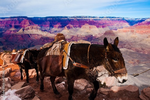 Mules Climbing up with Goods in Grand Canyon National Park in Ar