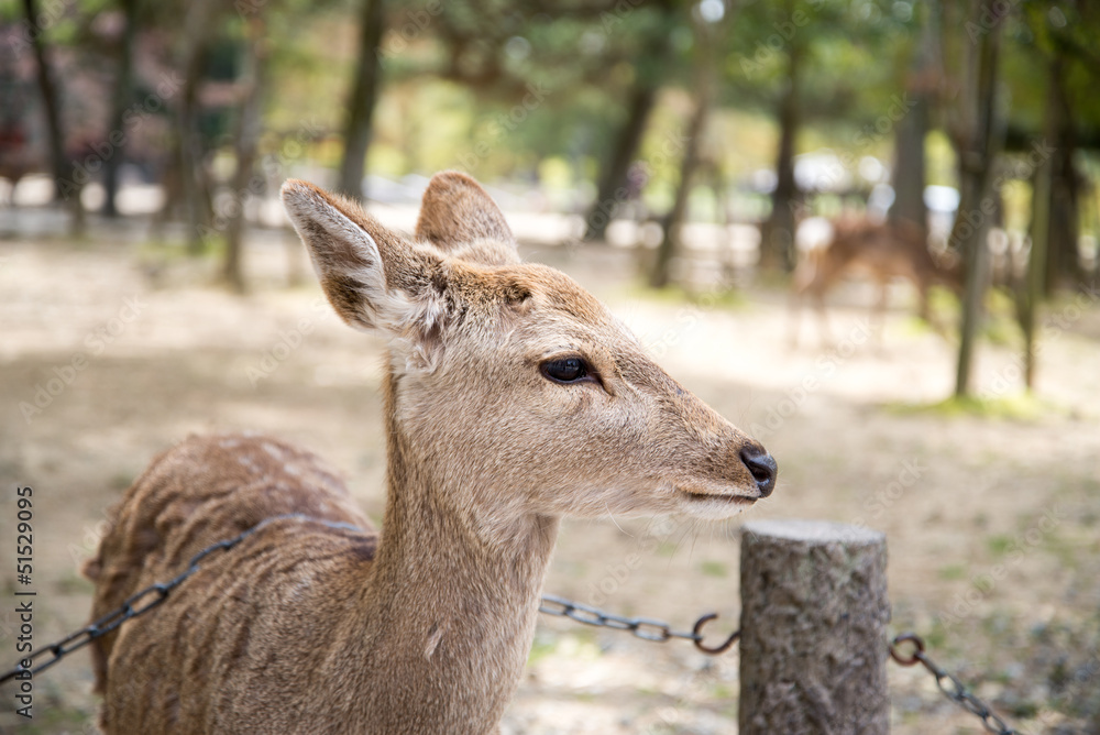 Deer - Todaiji Ancient Temple, Nara, Japan
