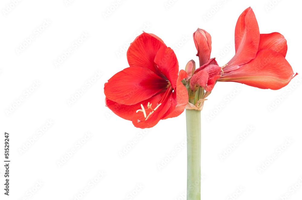 Hippeastrum on white background Hippeastrum on white background