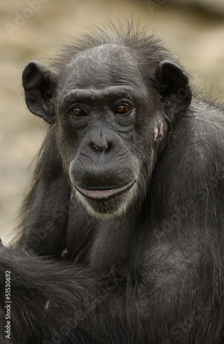 Canvas-taulu common Chimpanzees