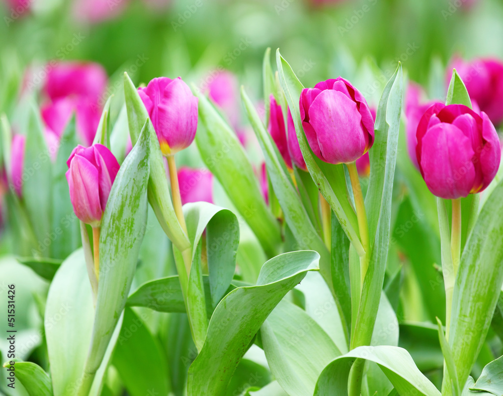 Fototapeta premium colorful tulips