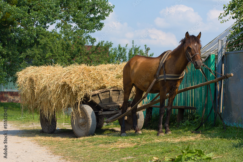 Obraz premium A chestnut mule harnessed to a traditional hay cart. Ukraine.