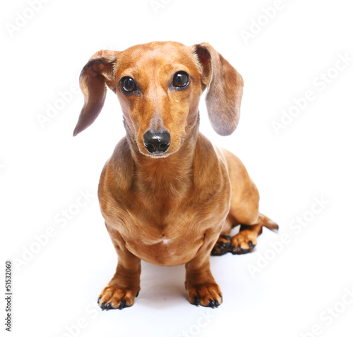 Dachshund Dog