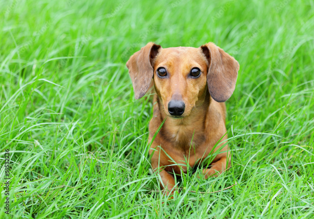 Brown dachshund dog Brown dachshund dog