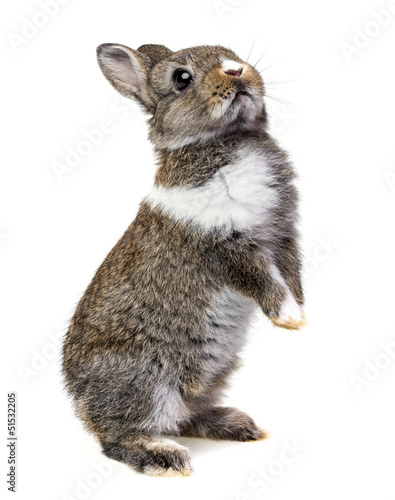 Print op canvas little baby rabbit