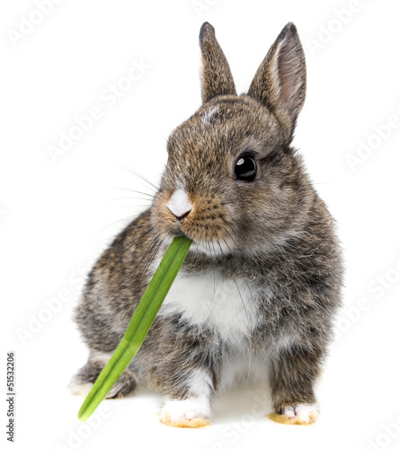 little baby rabbit eating a grass