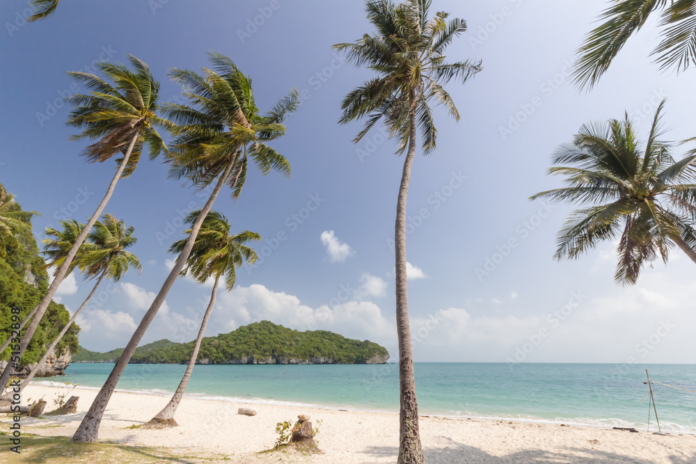 Coconut Trees on a beach Coconut Trees on a beach