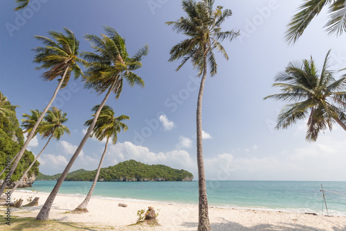 Coconut Trees on a beach © studio306fotolia