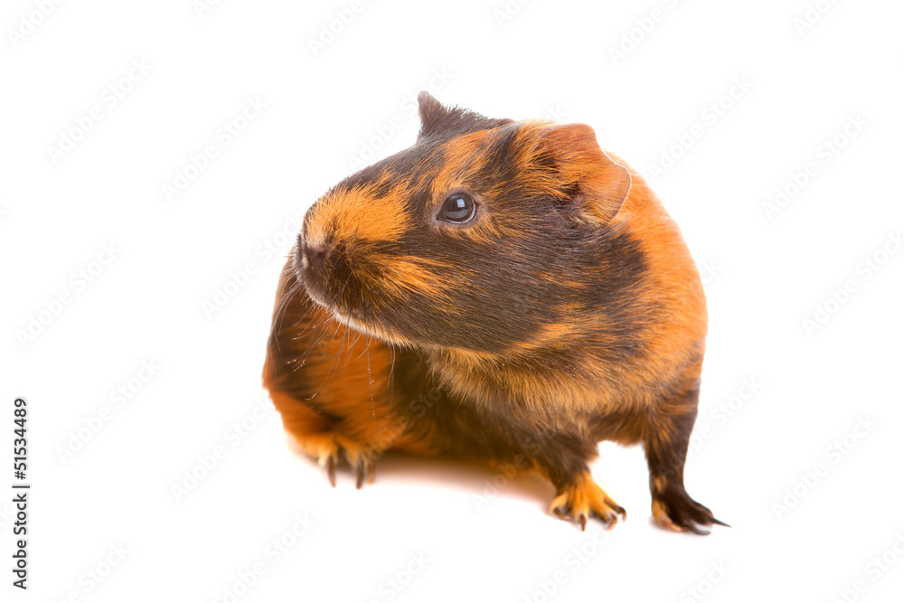 guinea pig, isolated guinea pig, isolated