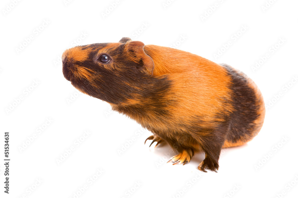 guinea pig, isolated guinea pig, isolated