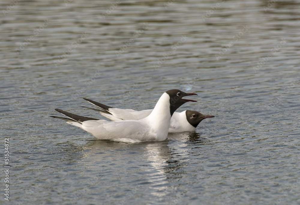 mouette rieuse, parades, Chroicocephalus ridibundus mouette rieuse, parades, Chroicocephalus ridibundus