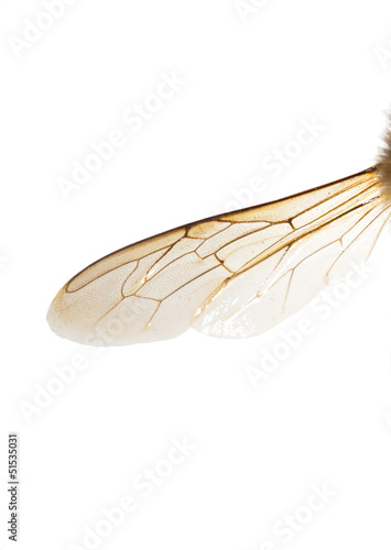 bee wing © F.C.G.