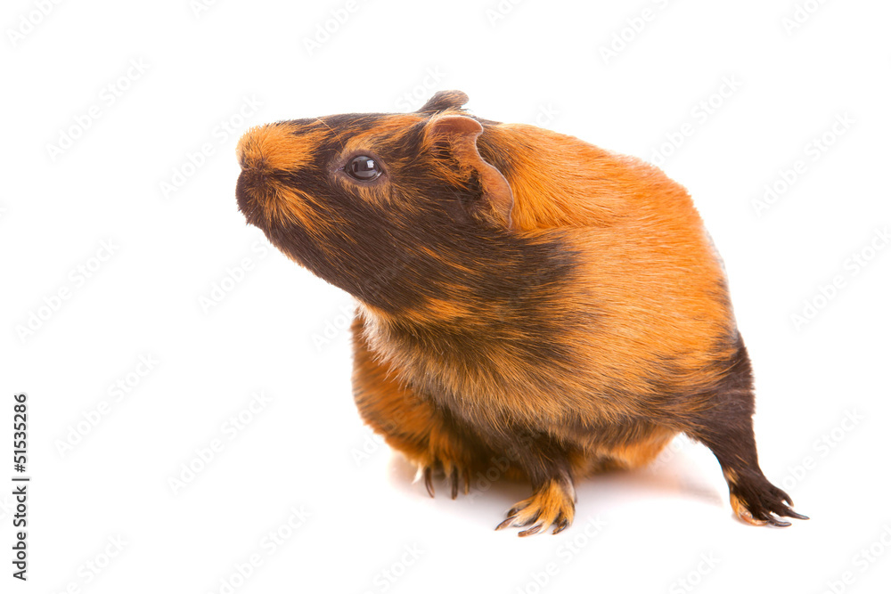 Fototapeta premium guinea pig, isolated
