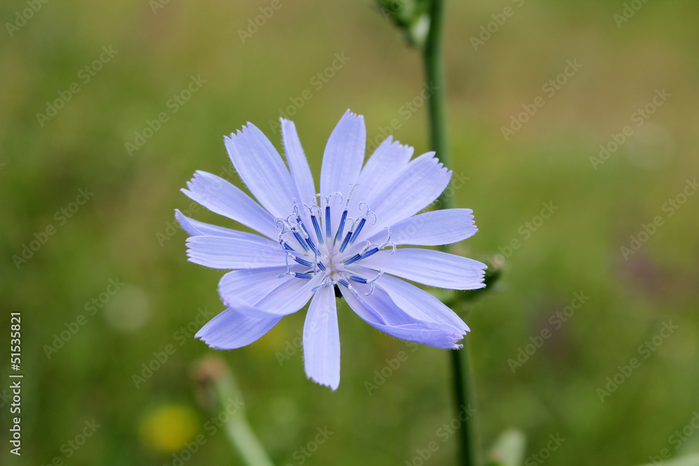 light purple flower light purple flower