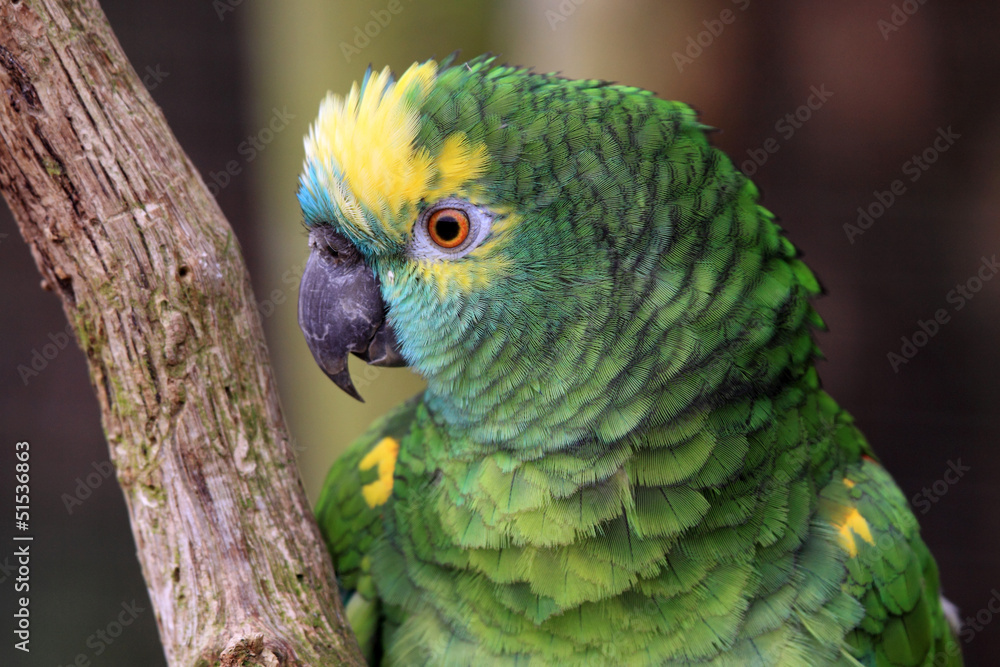 Obraz premium The Amazon green parrot