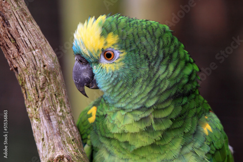The Amazon green parrot © Jolanta Mayerberg