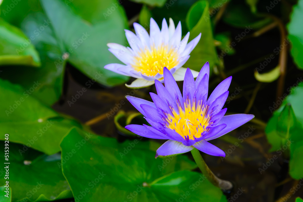 lotus lotus