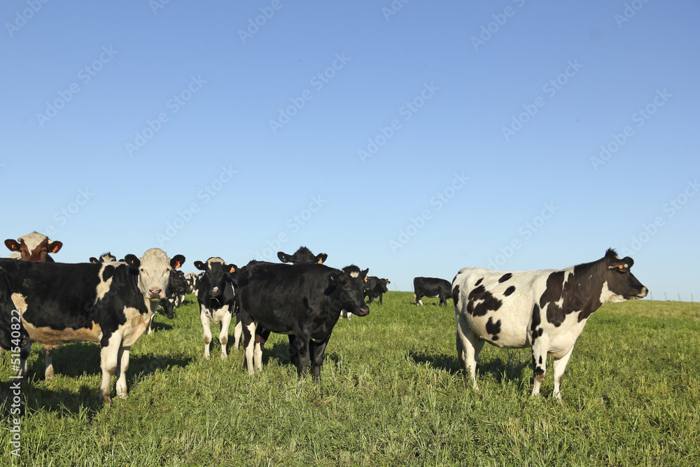 Herd of cattle. Latin America. La industria de la ganadería vac