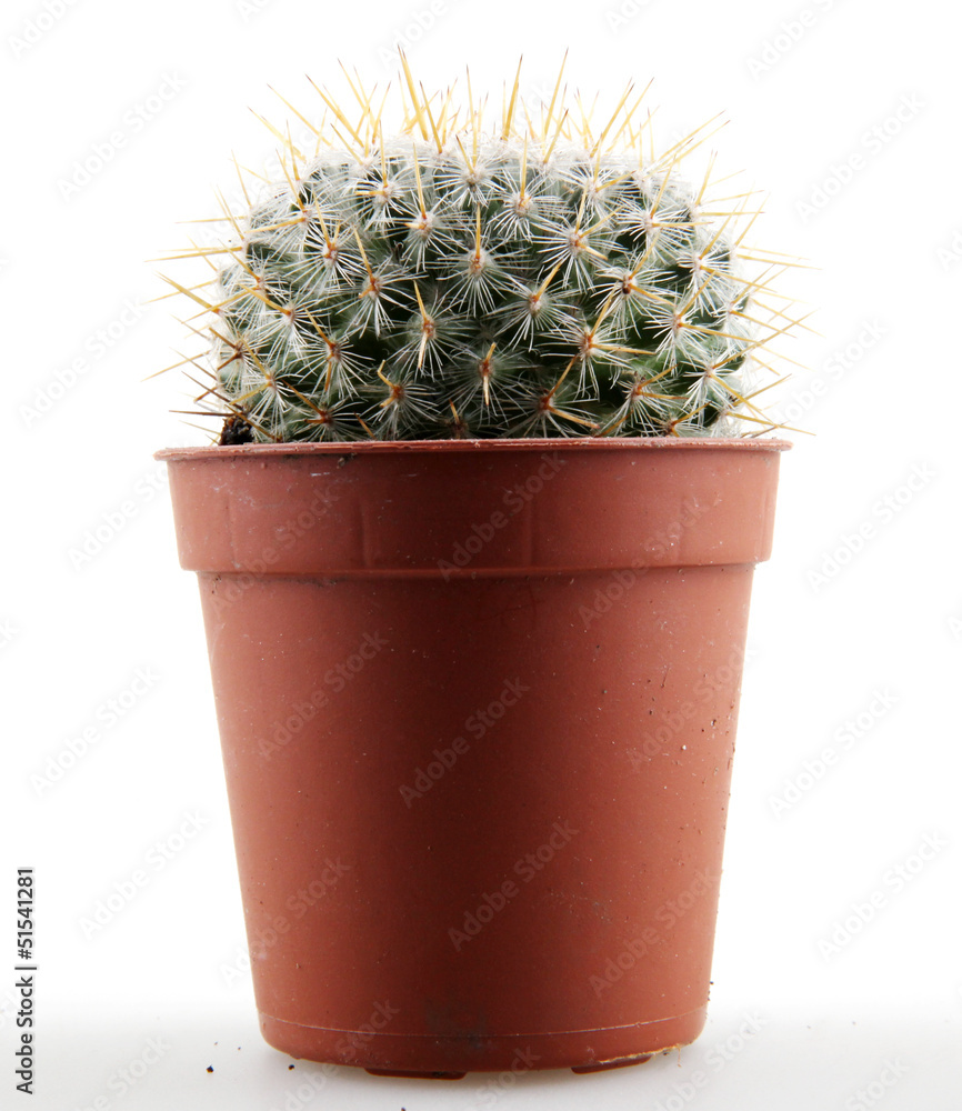 cactus cactus