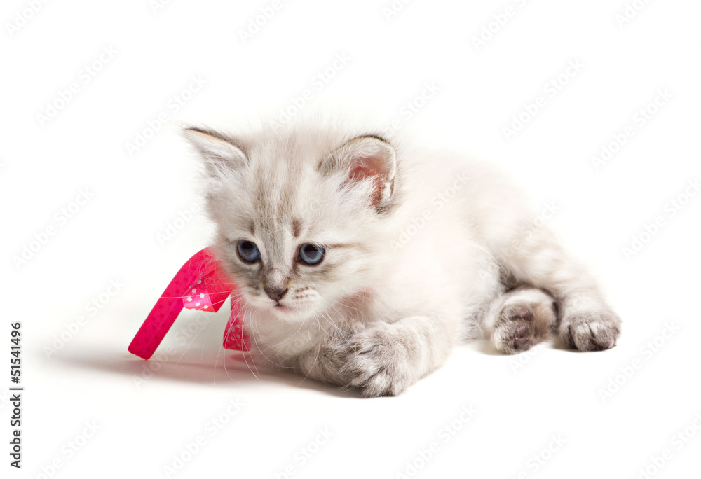 Obraz premium little charming kitten