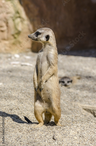 Side view of suricate on the lookout photo