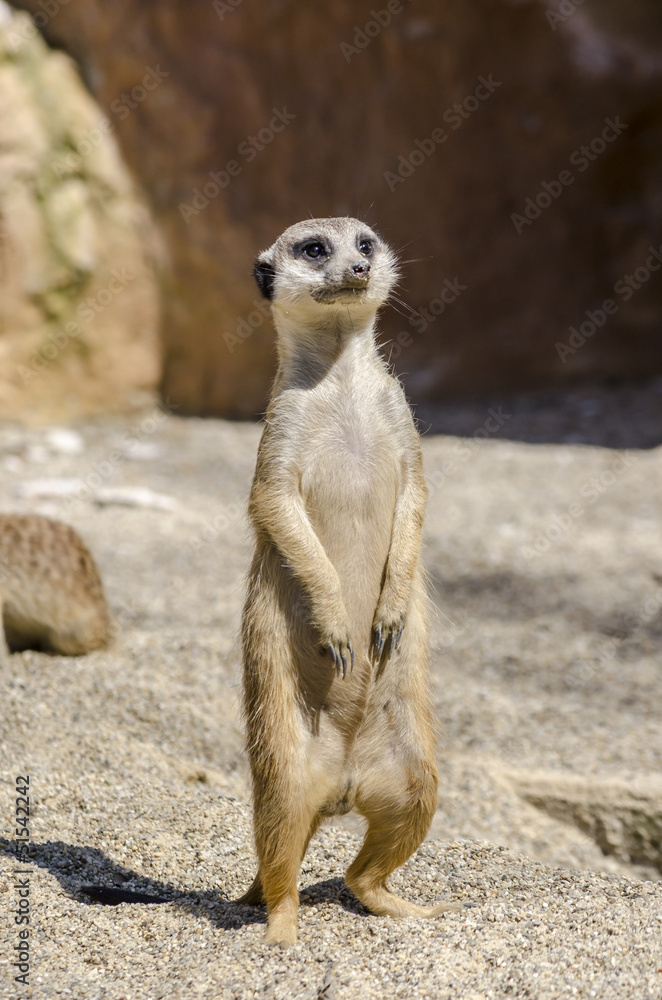 Fototapeta premium Suricate on the lookout